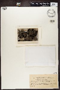 Diploschistes muscorum image