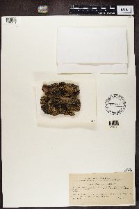 Hypocenomyce scalaris image