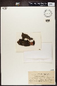 Scoliciosporum chlorococcum image