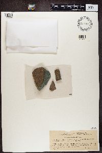 Bacidina inundata image