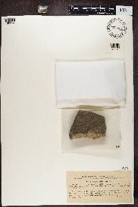 Thelocarpon laureri image