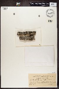 Pertusaria discoidea image