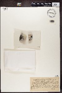 Diplotomma venustum image