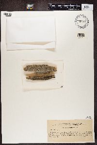 Calicium trabinellum image