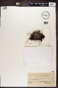 Cladonia cornuta image