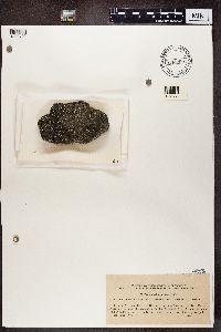 Stereocaulon pileatum image