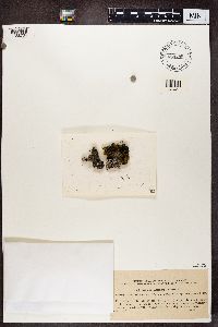 thumbnail image of current specimen