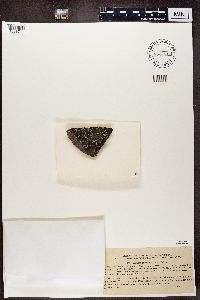 Lecanora rupicola image