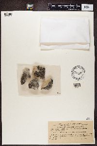 Protoparmeliopsis muralis image