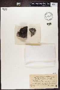 Aspicilia radiosa image