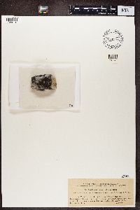 Protoblastenia rupestris image