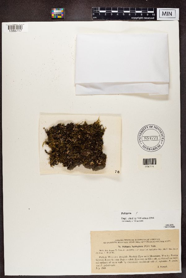 Peltigera lepidophora image