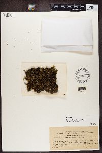 Media resource of Peltigera lepidophora