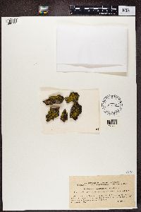 Candelaria concolor image
