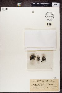 Candelariella aurella image