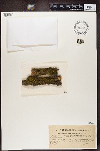 Candelariella xanthostigma image