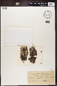 Imshaugia aleurites image