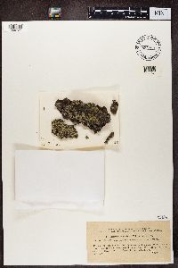 Parmeliopsis ambigua image