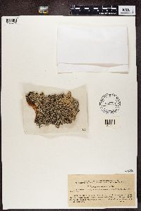 Hypogymnia physodes image