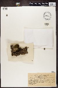 Hypogymnia vittata image