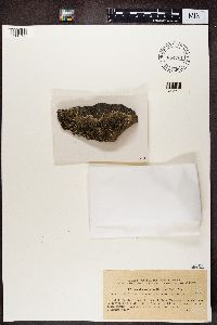 Xanthoparmelia conspersa image