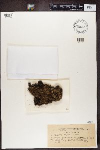 Platismatia glauca image