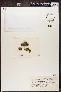 Vulpicida pinastri image