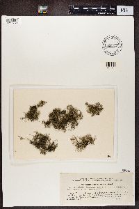 thumbnail image of current specimen