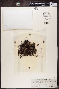 Dermatocarpon luridum image