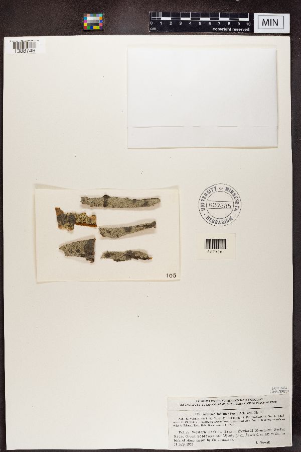 Arthonia radiata image