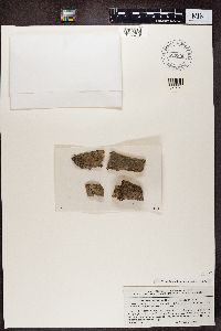 Arthothelium ruanum image