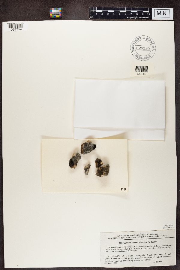 Gyalecta jenensis image