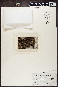 Peltigera didactyla image