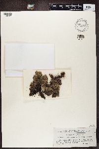 Peltigera rufescens image