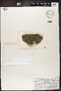Polysporina simplex image