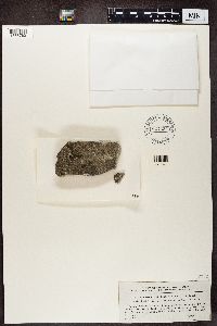 Myriospora heppii image