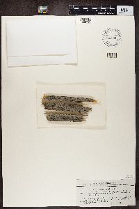 thumbnail image of current specimen