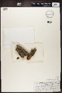 Pertusaria coccodes image