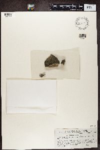 Pertusaria rupestris image