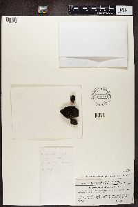 Lecidea uliginosa image