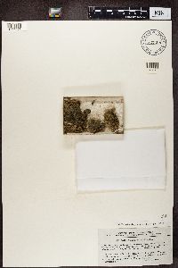 Trapeliopsis gelatinosa image