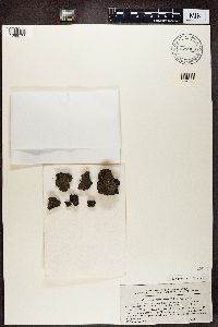 Romjularia lurida image