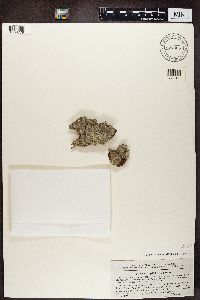 Cliostomum griffithii image