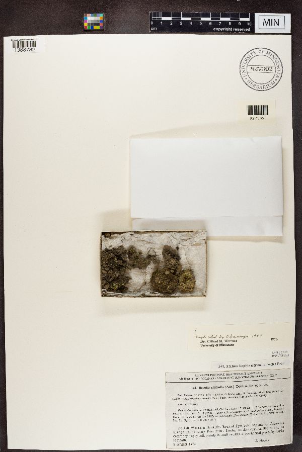 Bacidia citrinella subsp. citrinella image