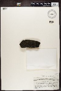 Scoliciosporum umbrinum image