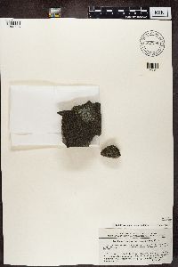 Rhizocarpon disporum image