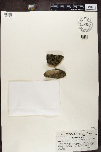 Rhizocarpon geographicum image