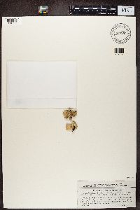 Umbilicaria vellea image