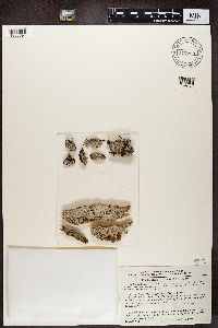 Icmadophila ericetorum image
