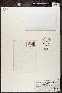 Baeomyces rufus image